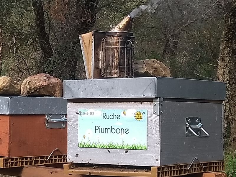 La ruche Piumbone
