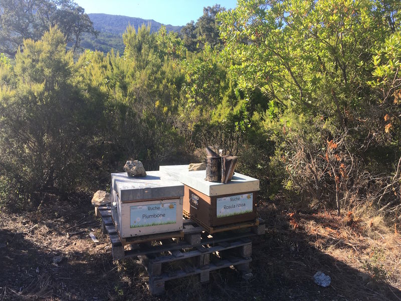La ruche Piumbone