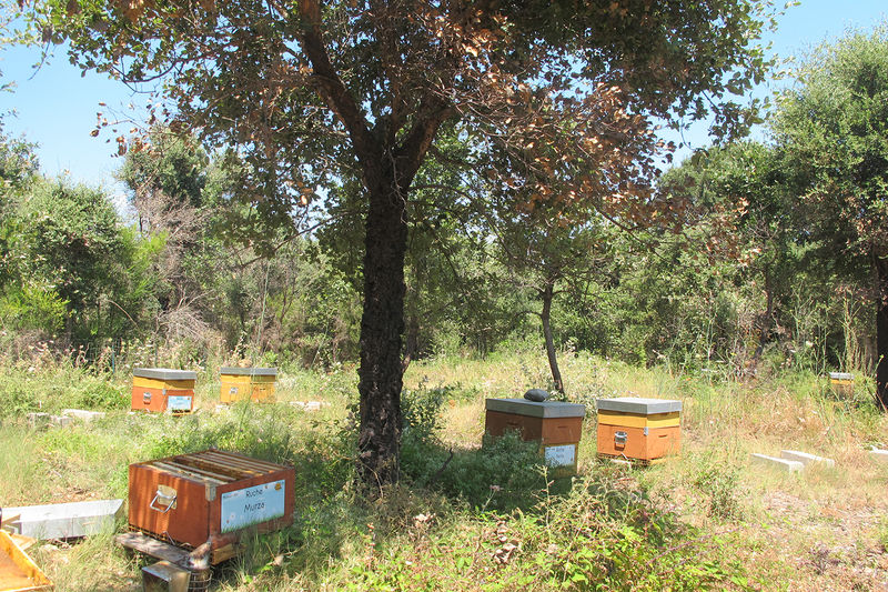 La ruche Murza