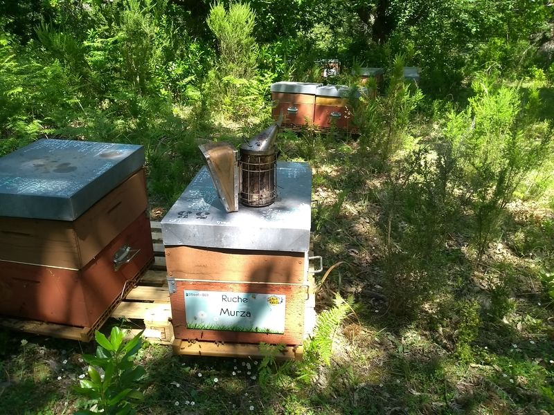La ruche Murza