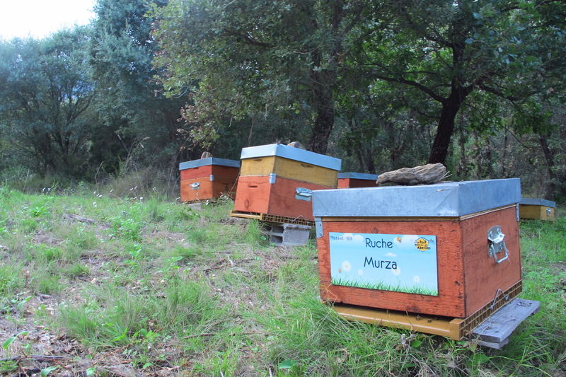 La ruche Murza