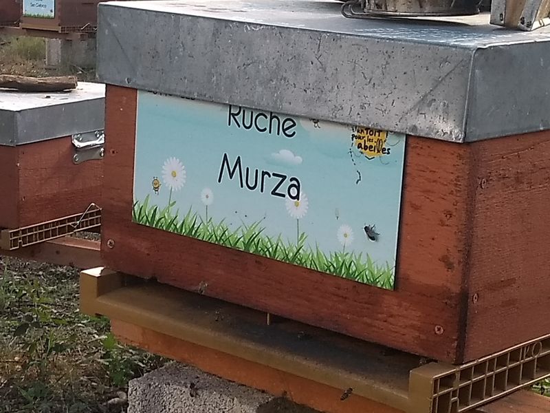 La ruche Murza