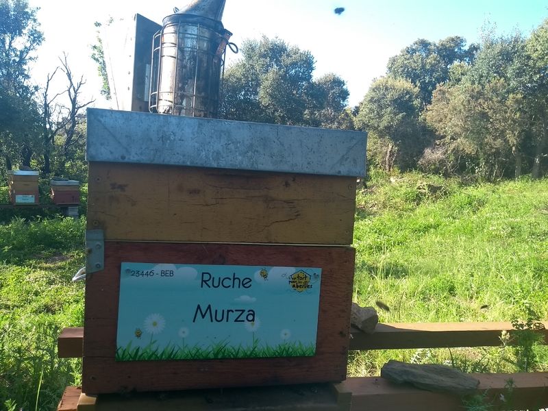 La ruche Murza