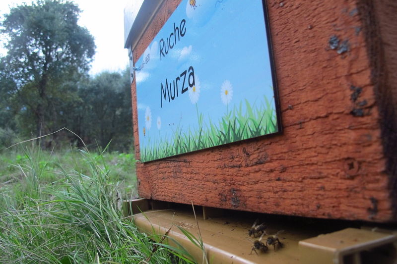 La ruche Murza