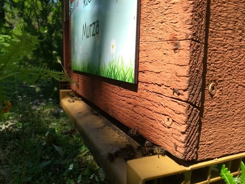 La ruche Murza