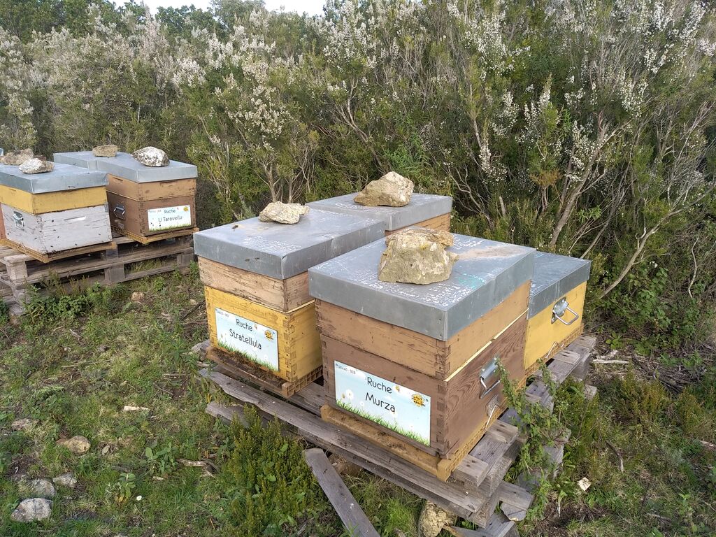 La ruche Murza