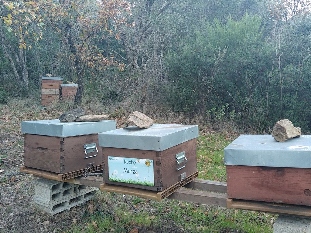 La ruche Murza
