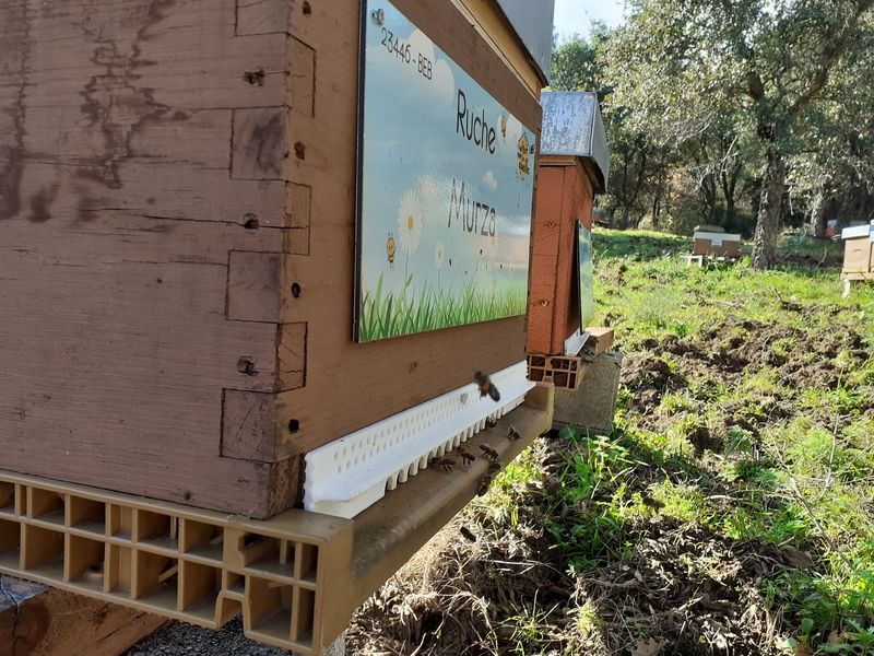 La ruche Murza