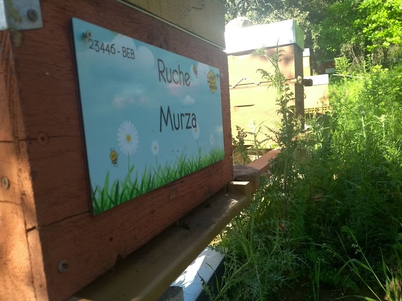 La ruche Murza