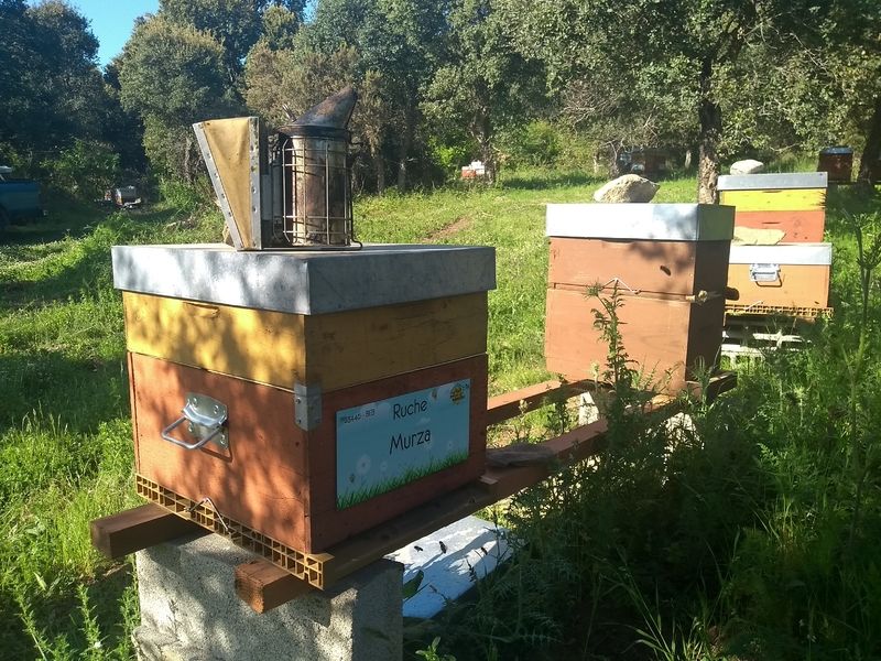 La ruche Murza