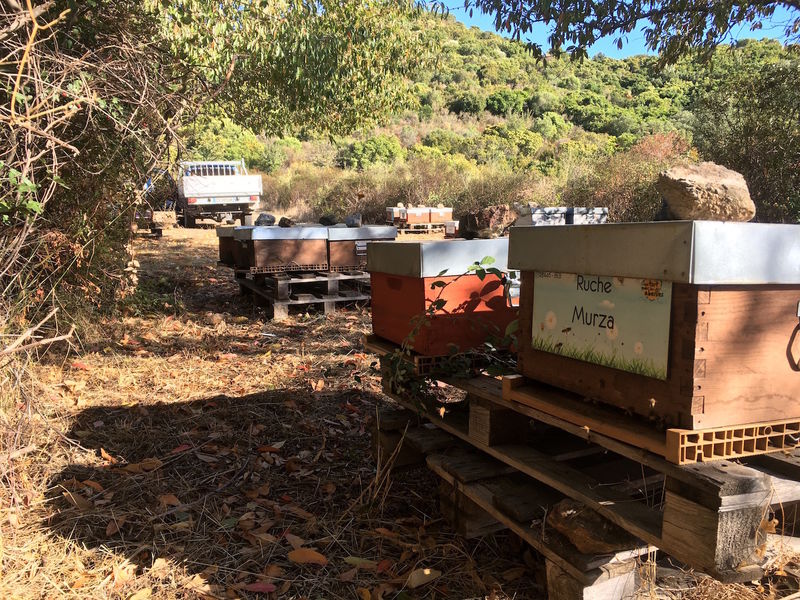 La ruche Murza