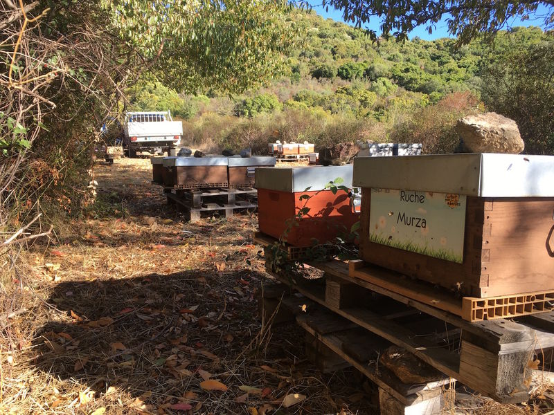 La ruche Murza