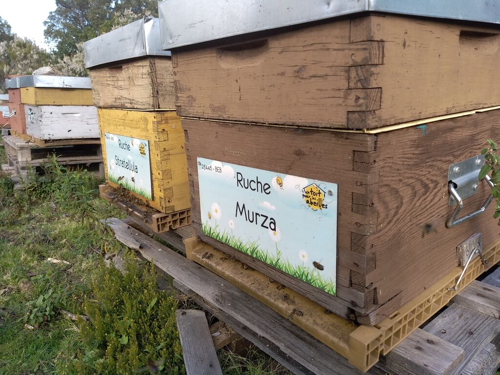 La ruche Murza