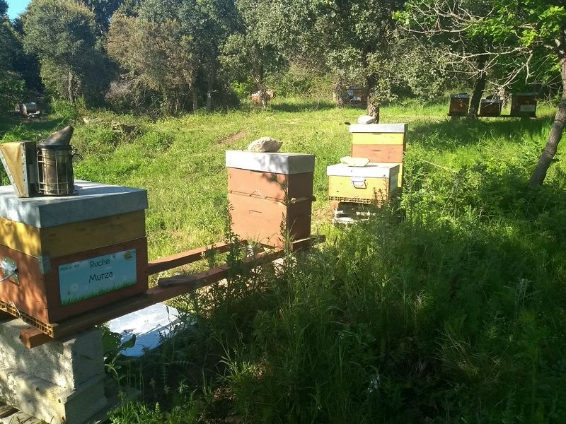 La ruche Murza