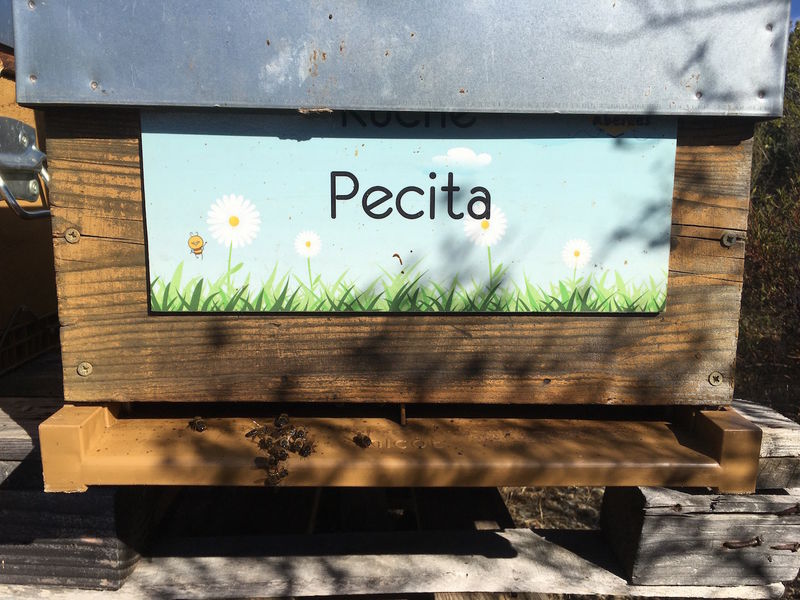 La ruche Pecita
