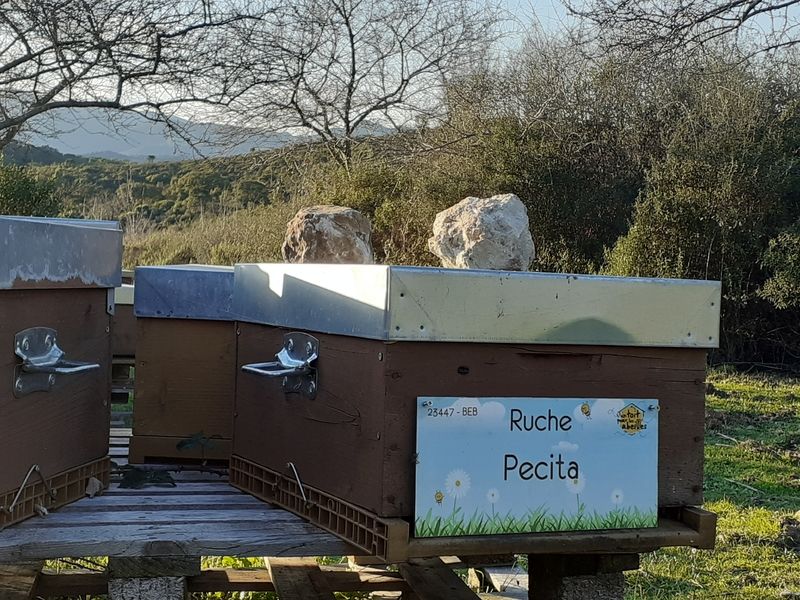 La ruche Pecita