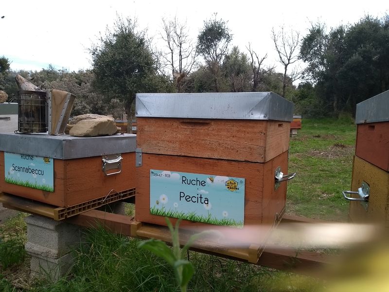 La ruche Pecita