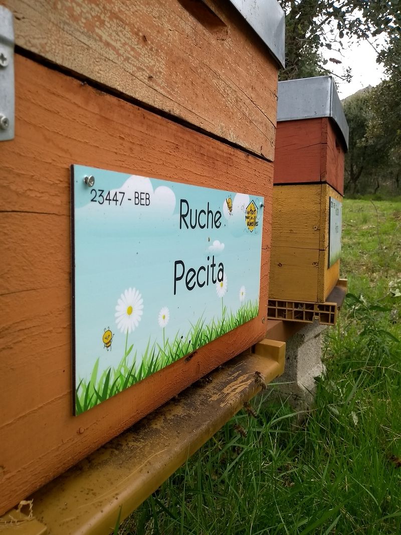 La ruche Pecita