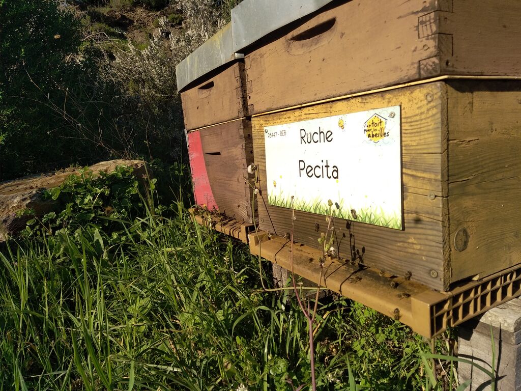 La ruche Pecita