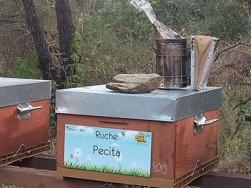 La ruche Pecita