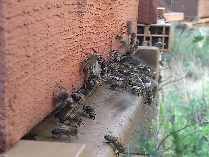 La ruche Pecita