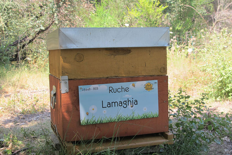 La ruche Lamaghja