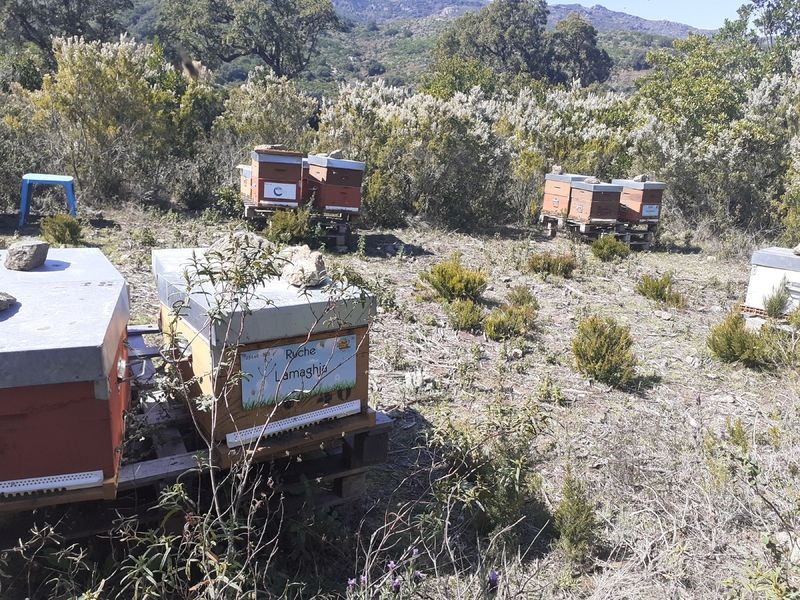 La ruche Lamaghja