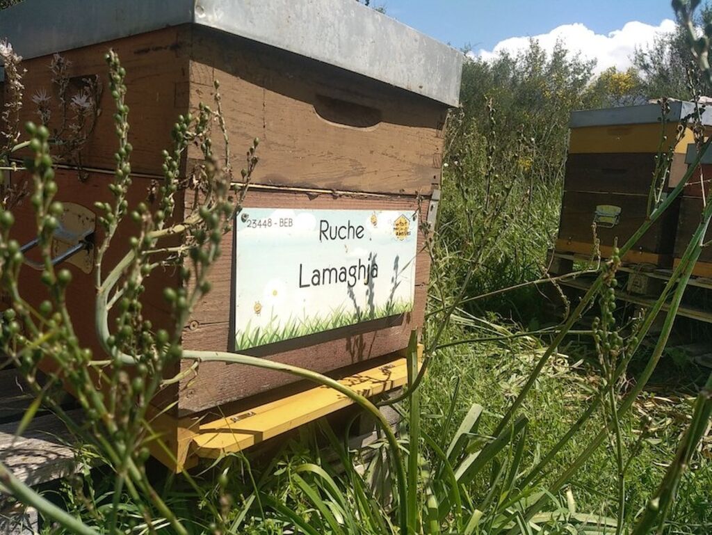 La ruche Lamaghja