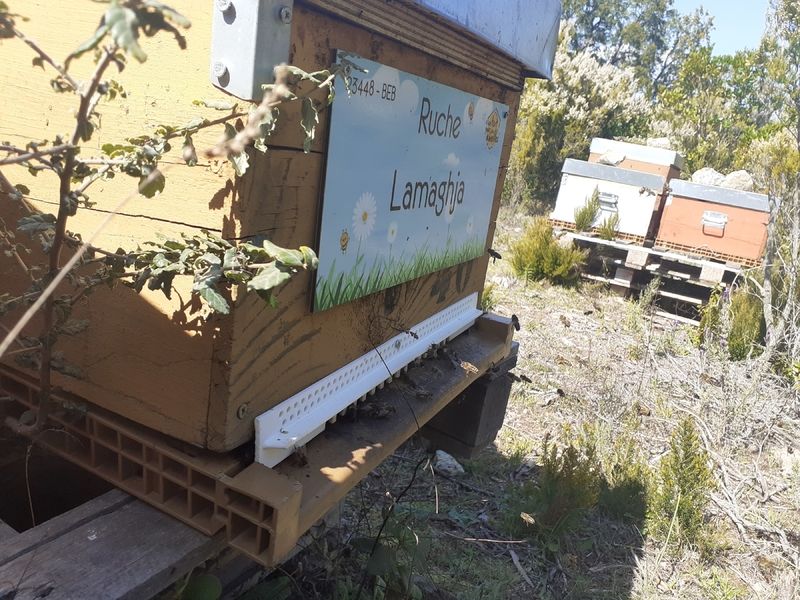 La ruche Lamaghja