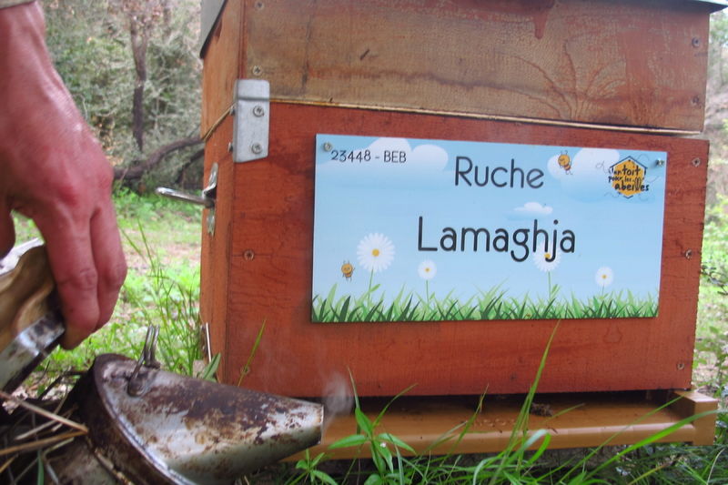La ruche Lamaghja
