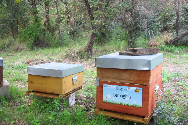 La ruche Lamaghja