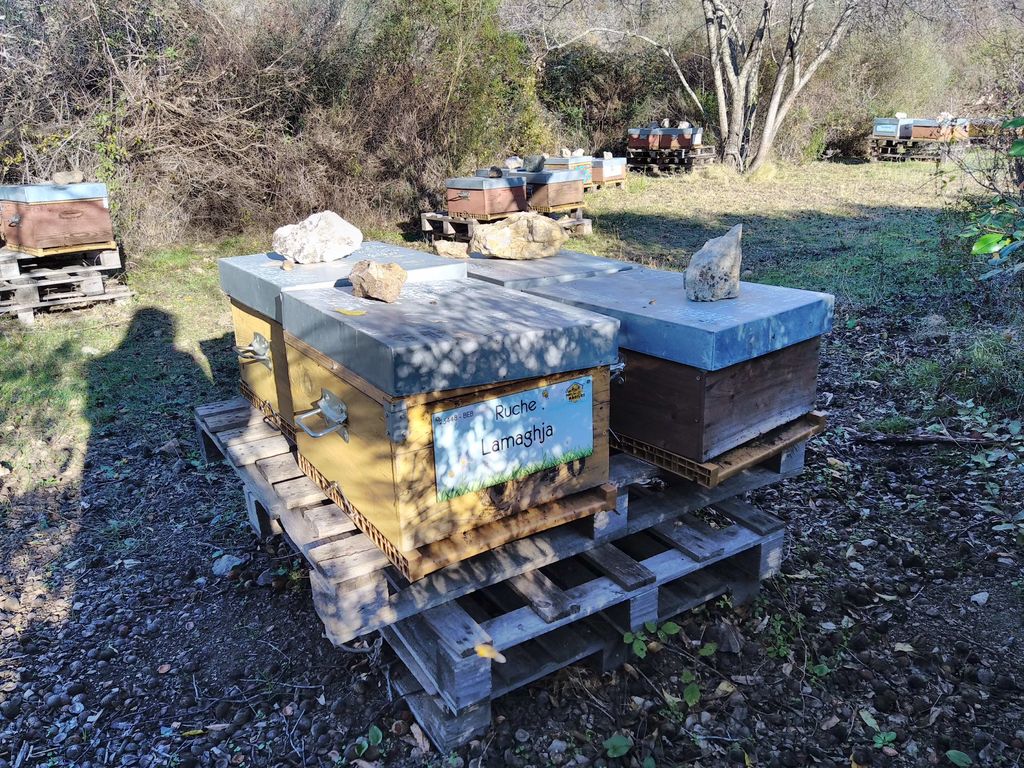 La ruche Lamaghja