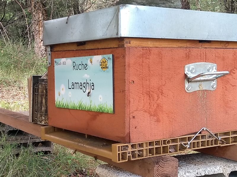 La ruche Lamaghja