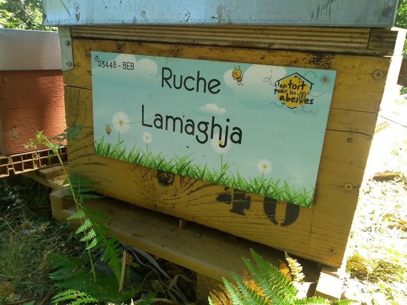 La ruche Lamaghja