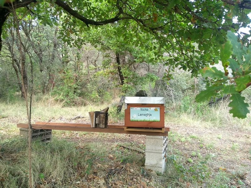 La ruche Lamaghja