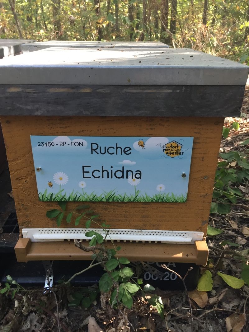 La ruche