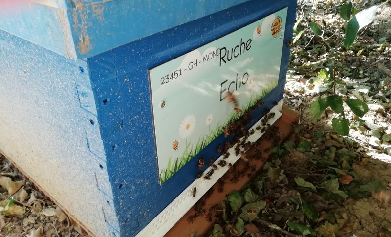 La ruche 