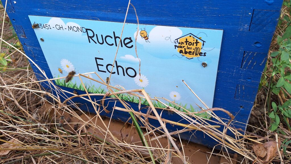 La ruche Echo