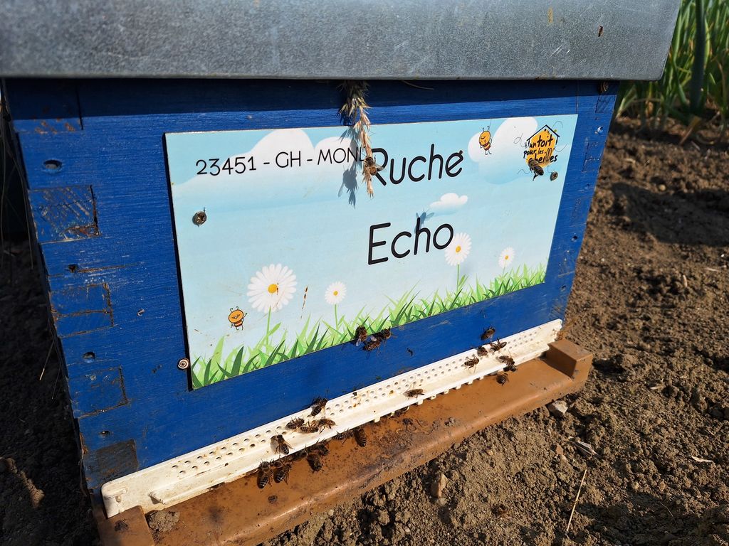 La ruche Echo