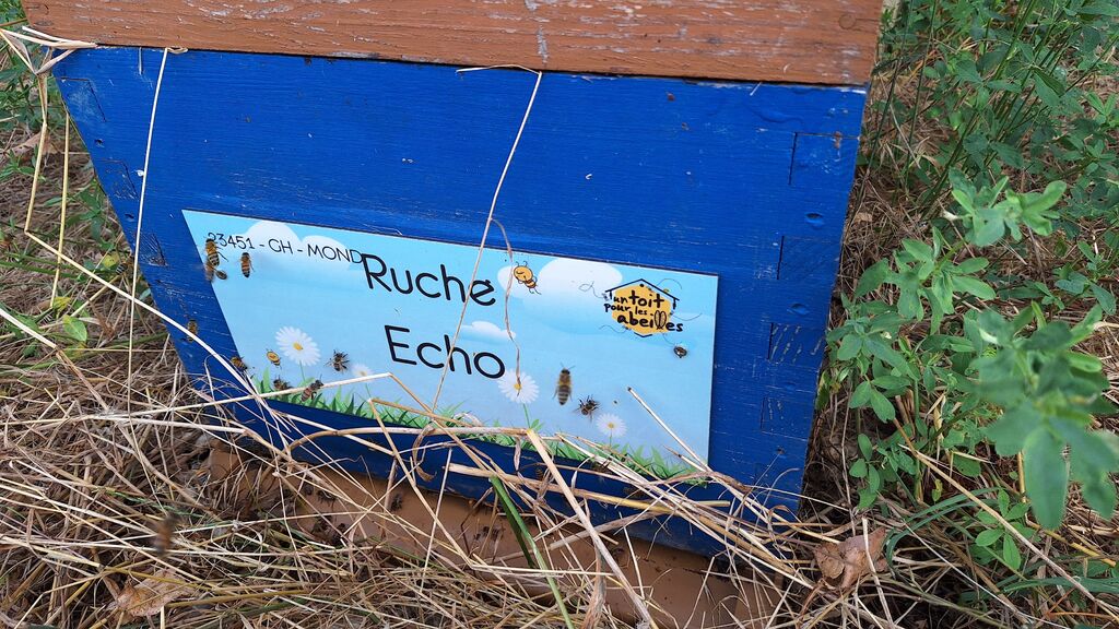 La ruche Echo