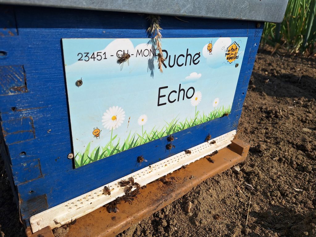 La ruche Echo