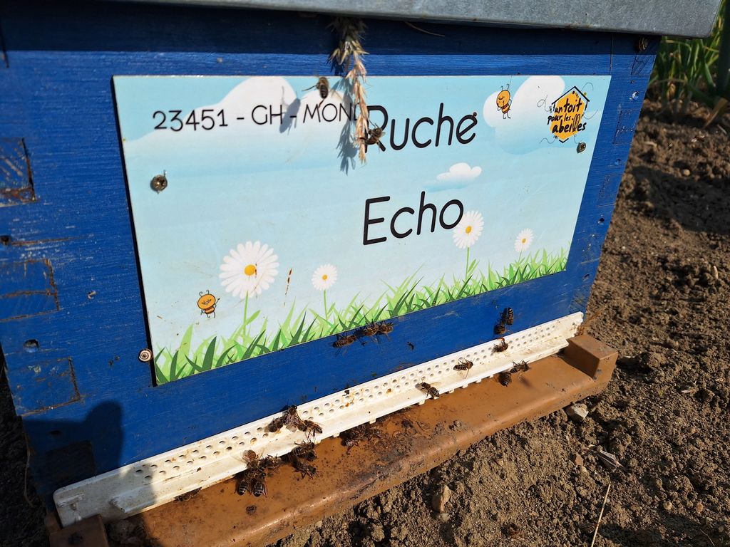 La ruche Echo
