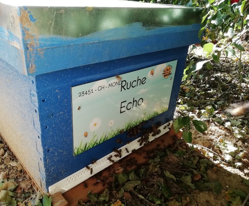 La ruche Echo
