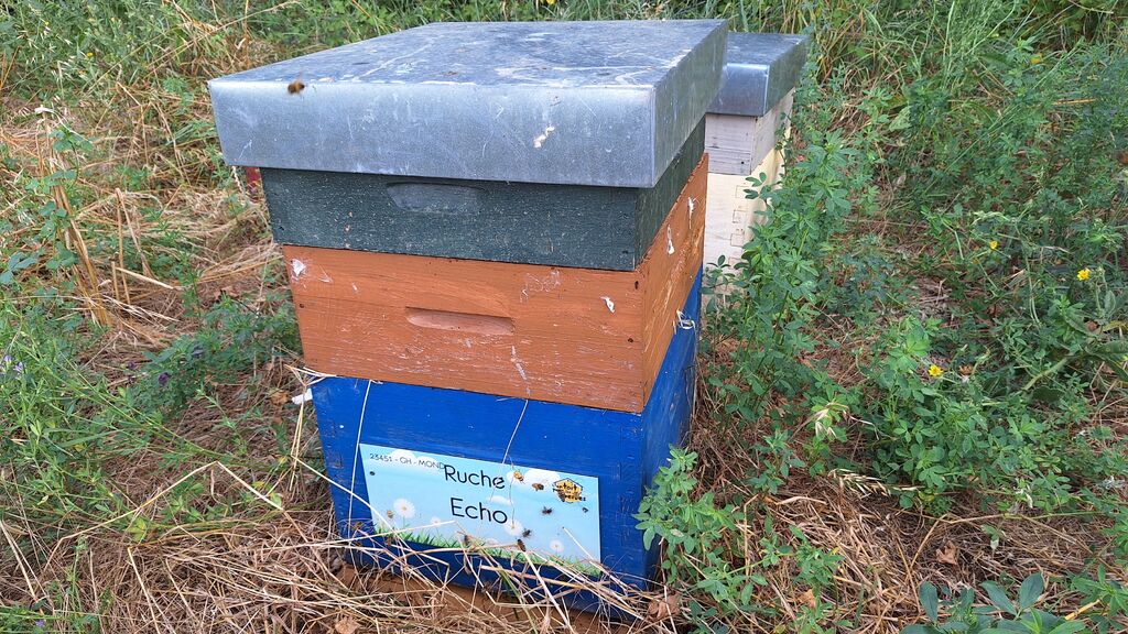 La ruche Echo