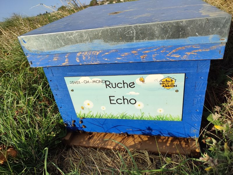 La ruche Echo