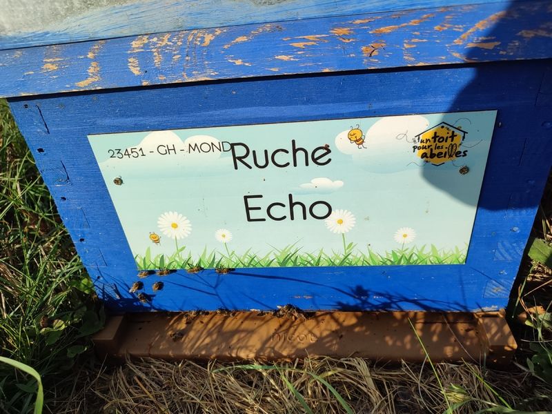La ruche Echo