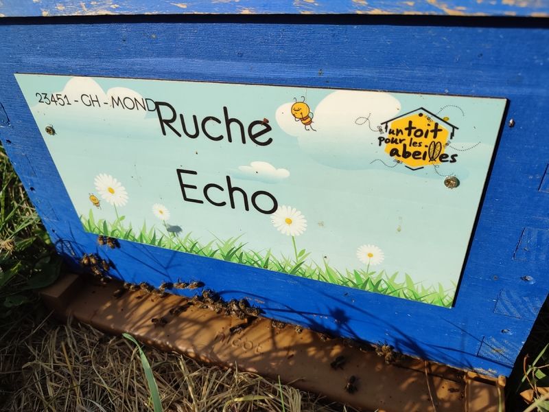 La ruche Echo