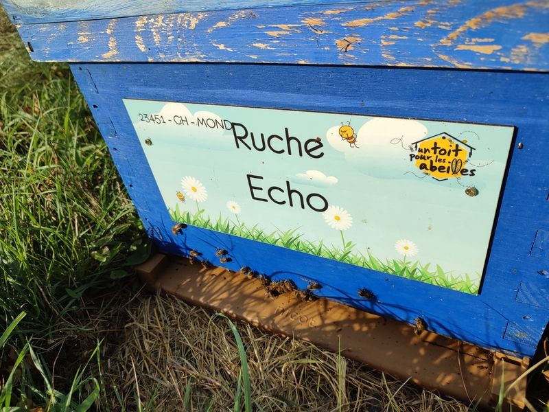 La ruche Echo