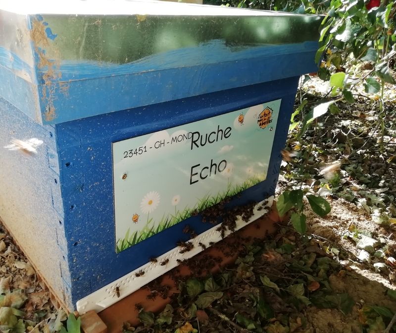 La ruche Echo