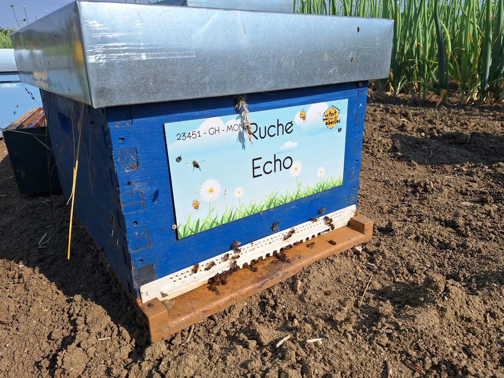 La ruche Echo